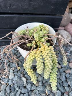 Burro’s Tail Succulent in White Pot 🌿