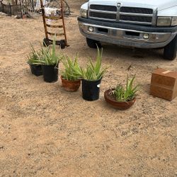 Aloe Vera’s Savila