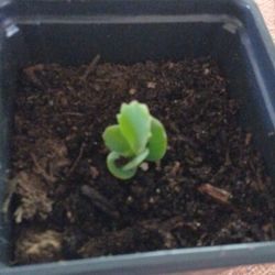 Mother Of Thousands Succulents