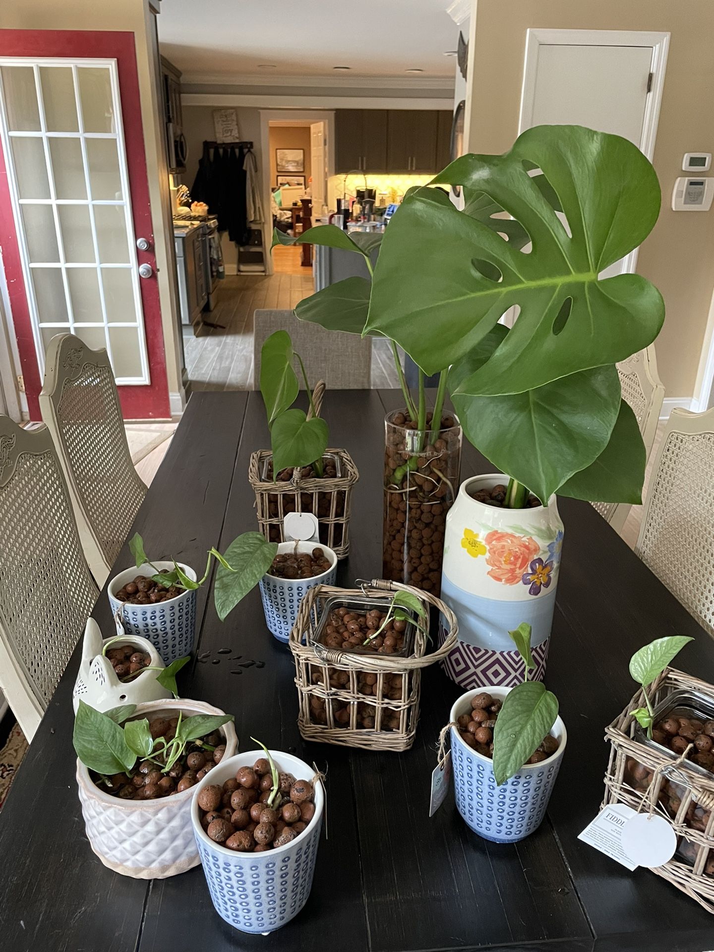 House Plants