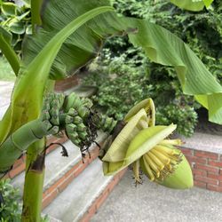 Banana Tree 
