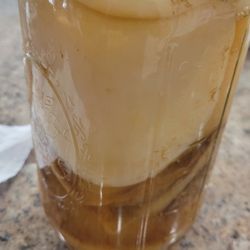 Kombutcha SCOBY pelicle 