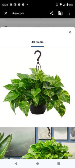 EPIPREMNUM Plant