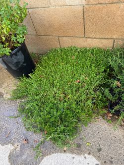Large Grand Cover Plant