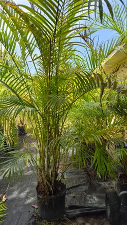 Arecas Palms About 6 feet Tall. Instant privacy