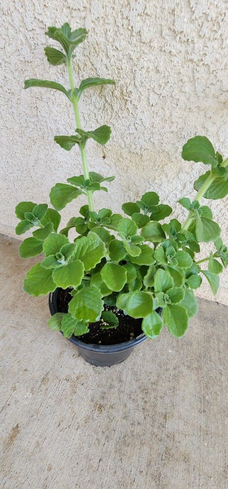 🌿Vicks Plant 🪴 Planta De Vaporub 🌿