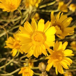 Angelita Daisy - Seeds (Baileya Multiradiata)