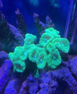 Coral decoration green candy cane