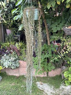 String of Bananas succulent +6ft