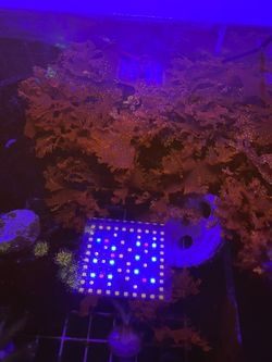 Dragon’s breath macroalgae