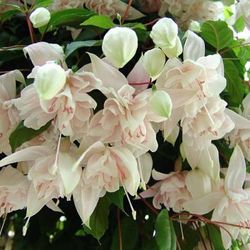 8” Fucshia Plant Double Flower (first Pic Is Example )