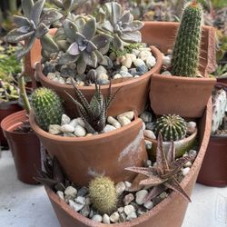 Cactus And Succulents Arrangement 