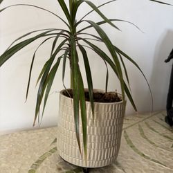 Small Plant In Ceramic Planter 