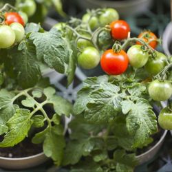 Cherry Tomato Plant Small Tiny Tim 