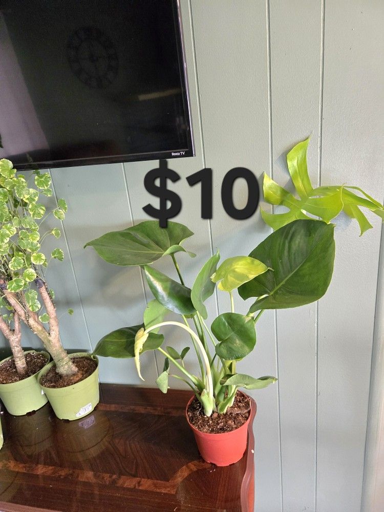 Monstera