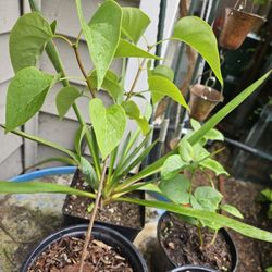 Garden Plant Lilac Purple 