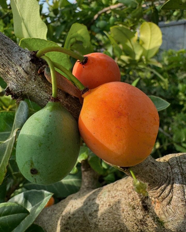 LIVE PLANT 3ft Garcinia Livingstonei Imbe Lowveld African mangosteen garcinia
