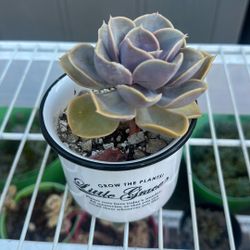 Succulent $10