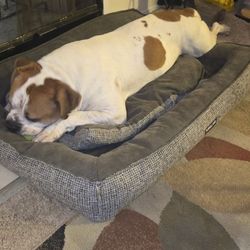 XL  DOG BED 