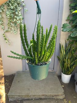 Stapelia Gigantea Starfish Cactus Plant 6” Hanging Pot