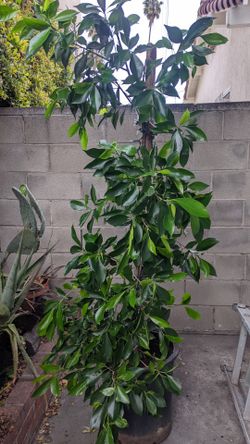 Ficus Trees 