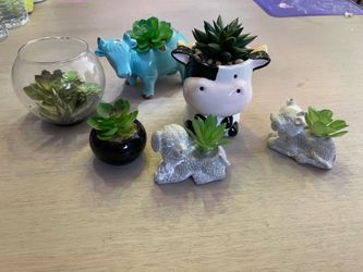 Cow succulent