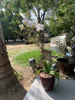 Orchid plant
