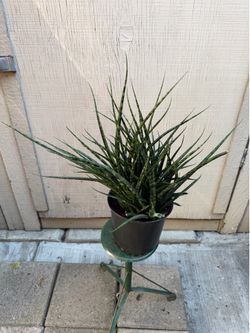 8” big Sansiveria fernwood