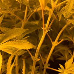 Plants Clones Seedlings 
