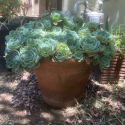 XL Terracota Planter With Beautiful Succulents 
