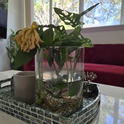 Real Plant With glass vase