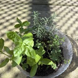 Beautiful Herb Bowl With Organic Basil, Rosemary and Oregano. Outdoor or Indoor