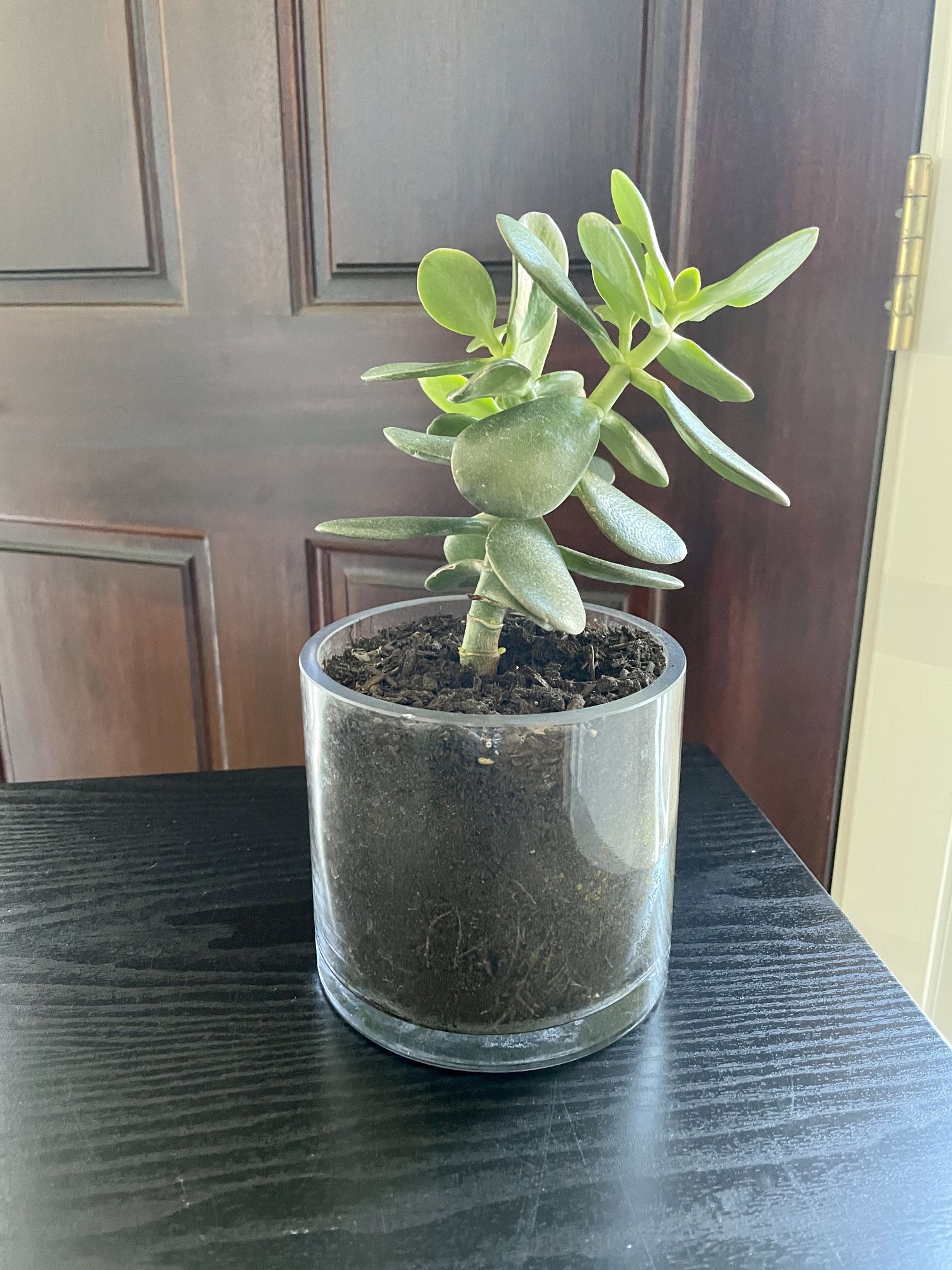 Succulent Jade Plant In Glass Pot