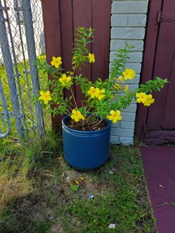 Plant with pot