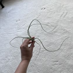 Airplant