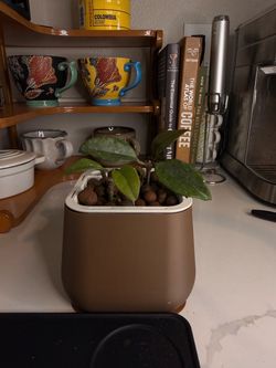 Hoya w/ Self-Watering Pot (Semi-Hydro, Ready to Go) 2