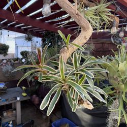 Blushing Bromeliad Mounted On twisty Unique Driftwood 