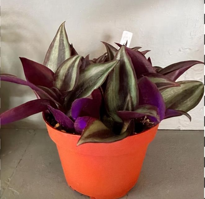 Tradescantia Zebrina Plant in 4” Nursery Pot