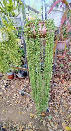 Variegated Strings Of Pearls In Clay Hanging Pot