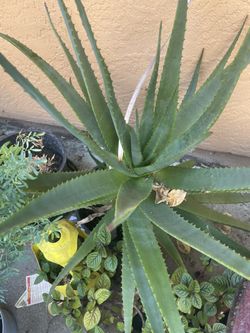 Aloe Vera