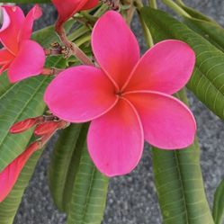 Plumeria Live Plant In A 2 Gallon Pot.  Flower Is From The Mother Plant 