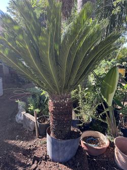 Sago Palm Tree