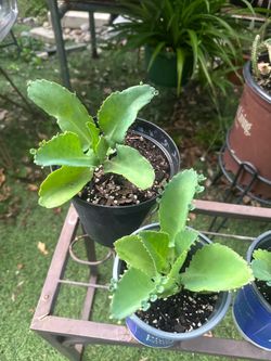 plantas de calachue