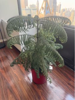 Fern