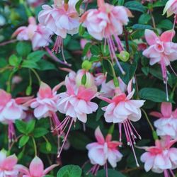 Beautiful Pink Fuchsia Plants In Big Basket