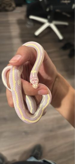 Snake food