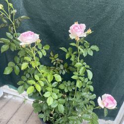 EDEN CLIMBER CLIMBING ROSE PLANT, Ideal For Arbors, Walls, Cottage Garden Pick Up Only