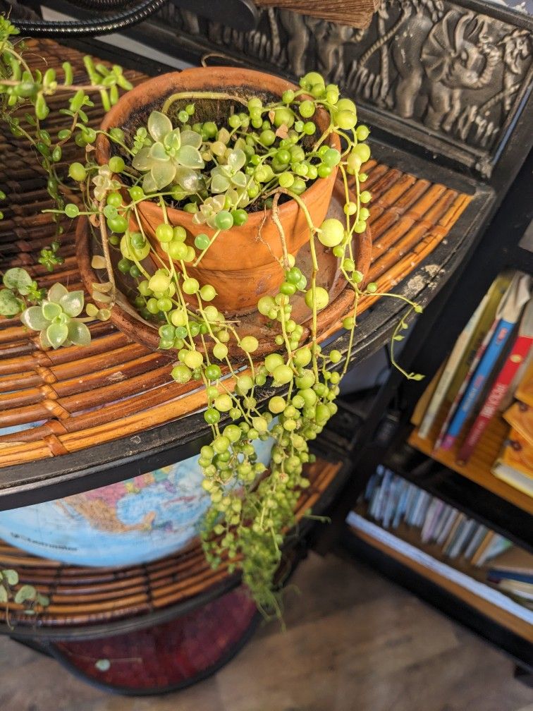 Indoor Succulents
