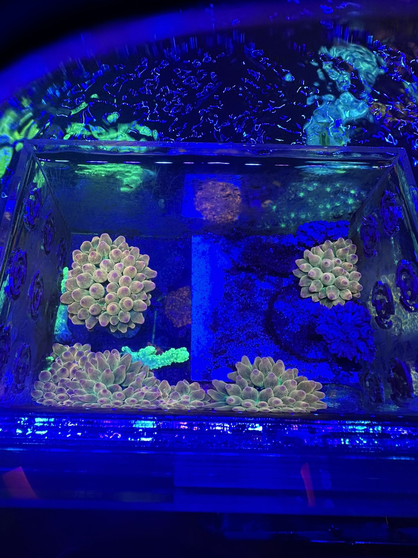 Fake Corals