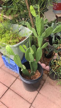 Planta de Nopal